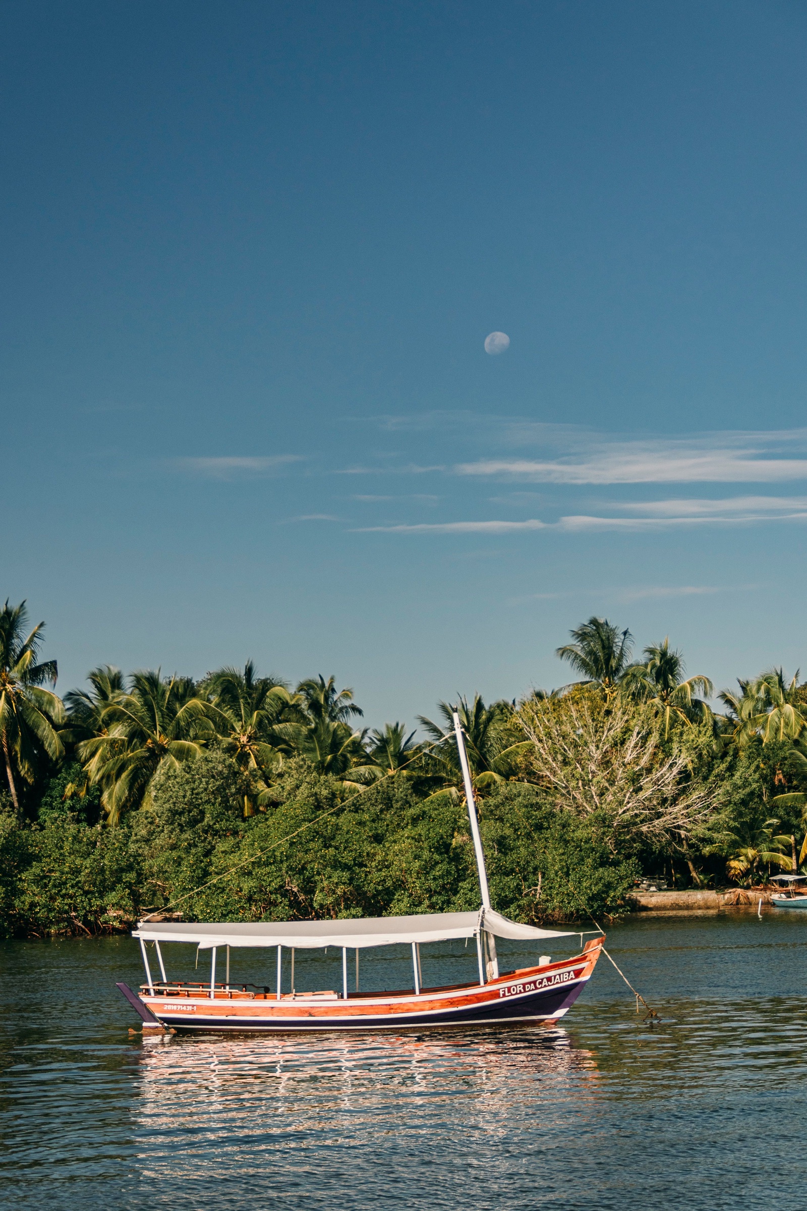 A traditional boat surrounded by palms in Bahia